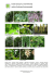 Corylus (Leszczyna, orzech laskowy) rodzina Corylaceae
